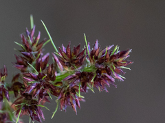 Scleria bracteata