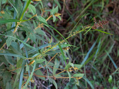 Scleria bracteata