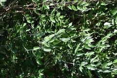Buddleja madagascariensis