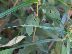 Scleria bracteata