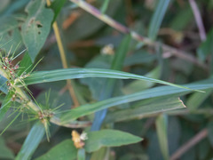 Scleria bracteata