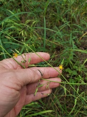 Lactuca graminifolia