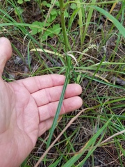 Lactuca graminifolia