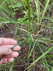 Lactuca graminifolia