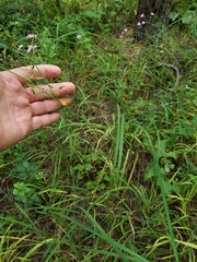 Lactuca graminifolia