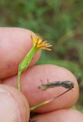 Lactuca graminifolia