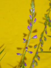 Polygala paniculata