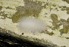 Lepidoptera
