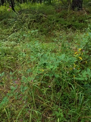 Desmodium laevigatum