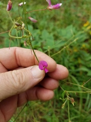 Desmodium laevigatum