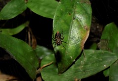 Araneae