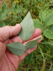 Desmodium laevigatum