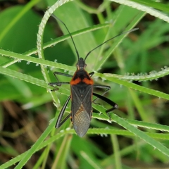 Phthiacnemia picta