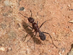 Ectatomma opaciventre