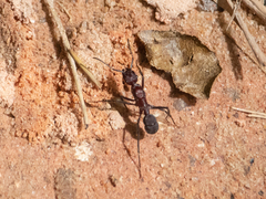 Ectatomma opaciventre