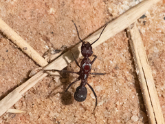 Ectatomma opaciventre