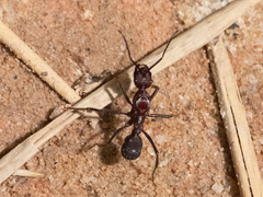 Ectatomma opaciventre