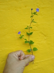 Browallia americana