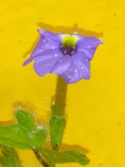 Browallia americana