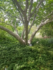 Aesculus californica