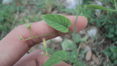 Jacquemontia evolvuloides