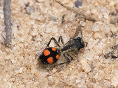 Traumatomutilla inermis