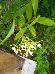 Epidendrum leucochilum