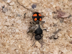 Traumatomutilla inermis