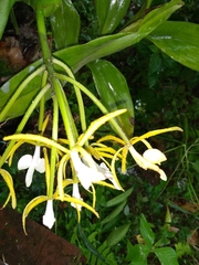 Epidendrum leucochilum