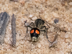 Traumatomutilla inermis