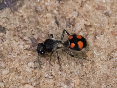 Traumatomutilla inermis