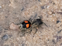 Traumatomutilla inermis