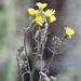 Picris angustifolia merxmuelleri - Photo (c) Chris Clarke,  זכויות יוצרים חלקיות (CC BY-NC), הועלה על ידי Chris Clarke