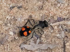 Traumatomutilla inermis