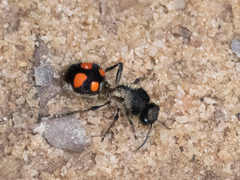 Traumatomutilla inermis