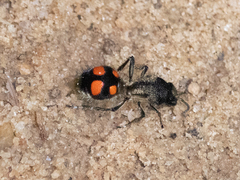 Traumatomutilla inermis