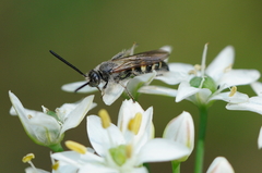 Phalerimeris phalerata