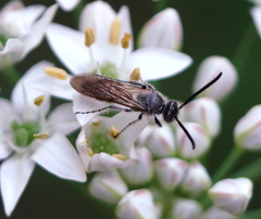 Phalerimeris phalerata