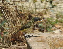 Vireo atricapilla