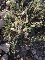 Astragalus wootonii