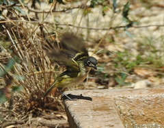 Vireo atricapilla