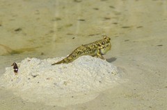 Periophthalmus modestus