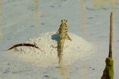 Periophthalmus modestus