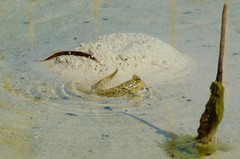 Periophthalmus modestus