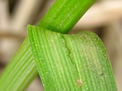 Carex miyabei