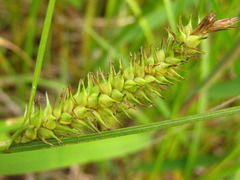 Carex miyabei