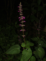 Salvia carnea
