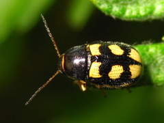 Cryptocephalus koltzei