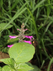 Salvia carnea