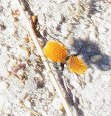 Dasymutilla coccineohirta